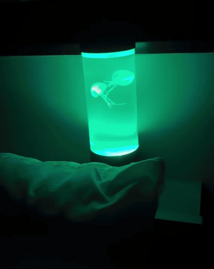 RILIKO™ Jellyfish LED Lamp